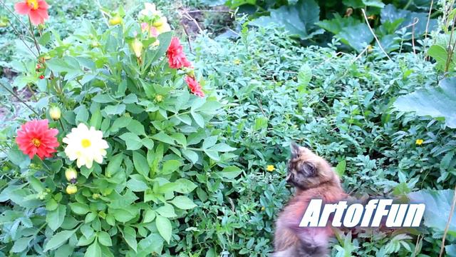 Котенок Мурка и цветы Kitten Murka and flowers смотреть онлайн