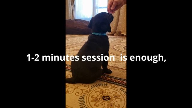 Teaching Our Labrador Puppies to Sit, Stay, and Wait: A Patient Puppy is a Well-Behaved Puppy смотреть онлайн