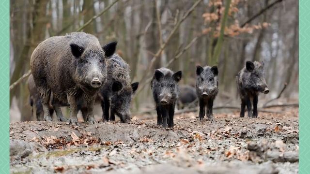 Рассказ о волке