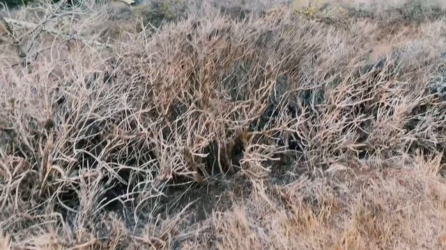 Golden Gate Bridge смотреть онлайн