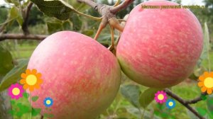 Яблоня Слава победителям. Краткий обзор, описание характеристик, где купить саженцы