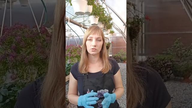 Запись эфира на тему: "Черенкование петуний и калибрахоа". смотреть онлайн