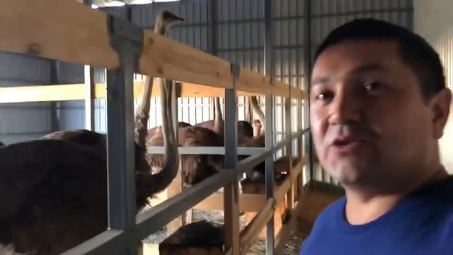 Фермер из Швейцарии разводят страусов в Байдарской долине. смотреть онлайн