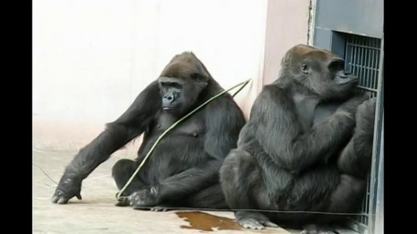 gorilla Гориллы