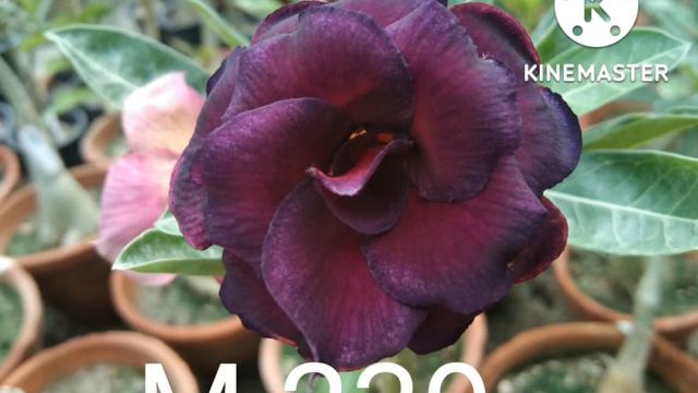 Hybrid ADENIUM available for sale @InfoWealthGreenGarden Contact @ 7598193021 смотреть онлайн