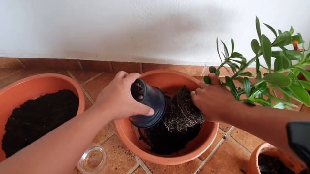 Forma correta de Plantar e Replantar ROSA DO DESERTO | How to plant Adenium obesum смотреть онлайн