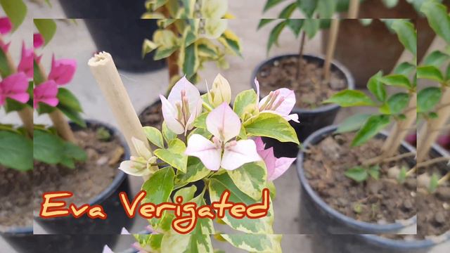 My new Collection of Bougainvellia/ New Bougainvellia смотреть онлайн