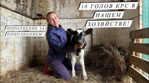 Отёл голштинской Нетели! Первая дойка, кормление теленка и удой первотелки в частном подворье!