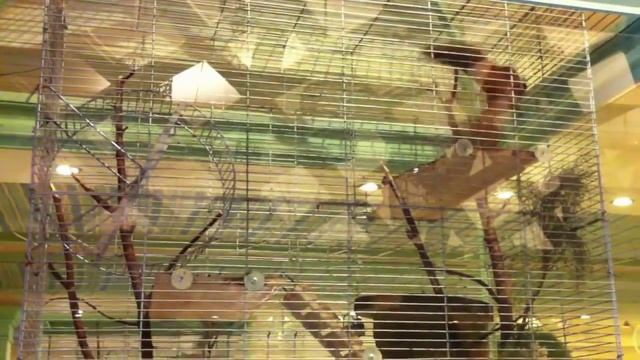 Белка в клетке в ресторане Грабли   Squirrel Kept In A Cage