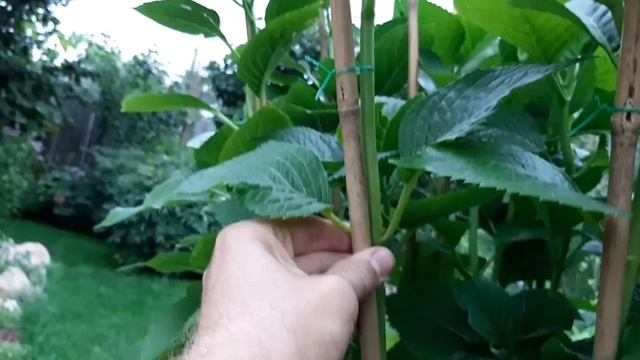 КАК ОБРЕЗАТЬ ГОРТЕНЗИЮ КРУПНОЛИСТНУЮ смотреть онлайн