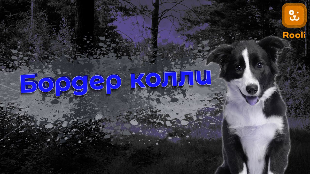 Колли: Грация и Ум в Очаровании Длинношерстной Красоты смотреть онлайн