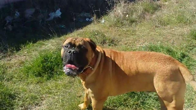 Bullmastiff attack. смотреть онлайн