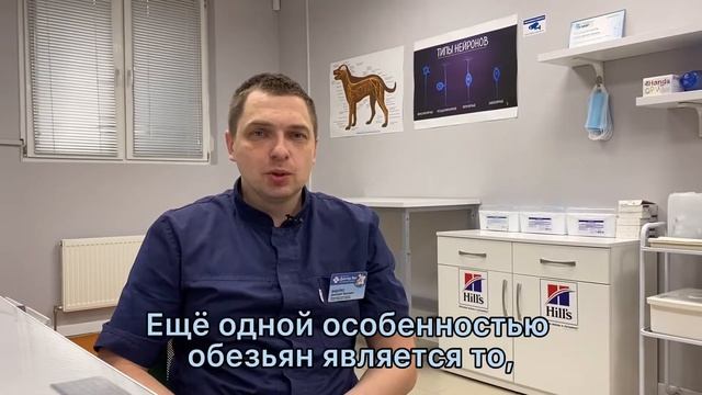 День Обезьян! смотреть онлайн