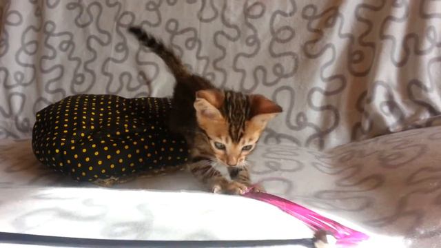 Бенгальский котик ЧИВАС. возраст 5 недель. ПРОДАЕТСЯ смотреть онлайн