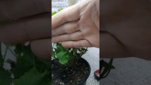 Пеларгония ангел. Формируем кустик?