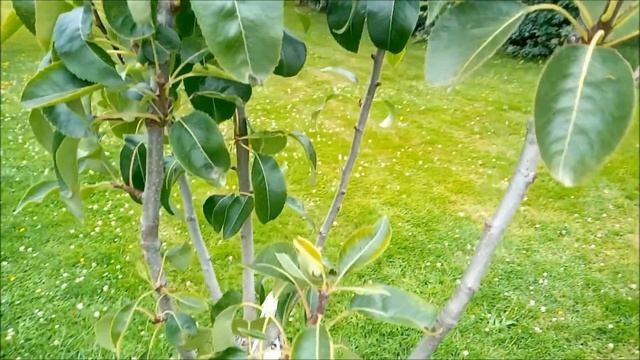Жизнь во Франции/Пришла популярность/Приехал друг/Ращу дыню) смотреть онлайн