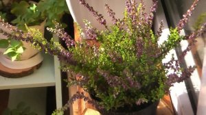 Цветущий вереск ? Уход посадка и размножение вереска