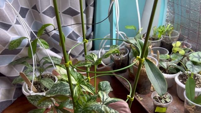 Hoya Carnosa Grey Ghost смотреть онлайн