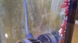 Палемоны и раки отшельники черноморские в морском аквариуме