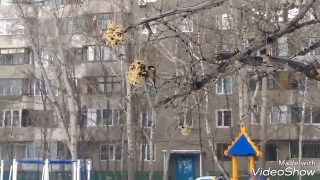 Синички.Кормим птиц.Кормушка своими руками. смотреть онлайн