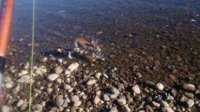 Зайчик потерялся! смотреть онлайн