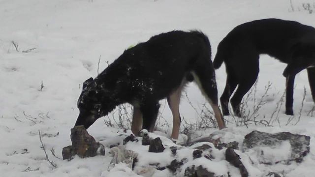 Собаки занимаются любовью смотреть онлайн
