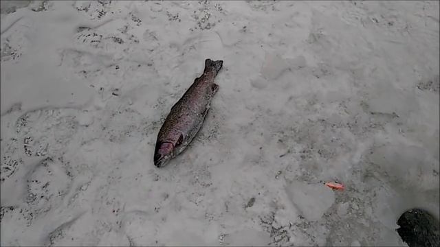 Клёвое место( Спорт зона) ВИБ 68 ОТ Lucky John ТВОРИТ ЧУДЕСА, ОБЗОР УЛОВИСТЫХ ПРИМАНОК смотреть онлайн