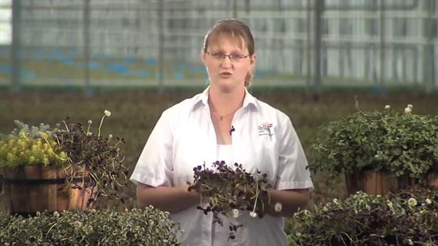 Råd om planter: Trifolium смотреть онлайн