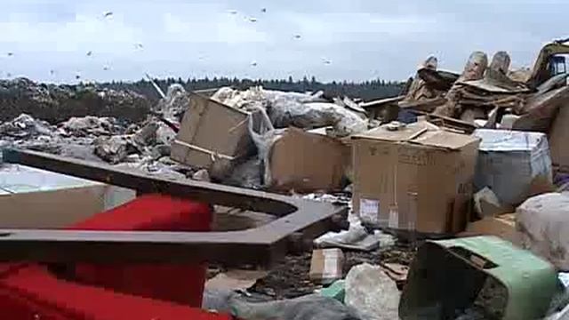 В Пермь прилетели грачи где их искать смотреть онлайн