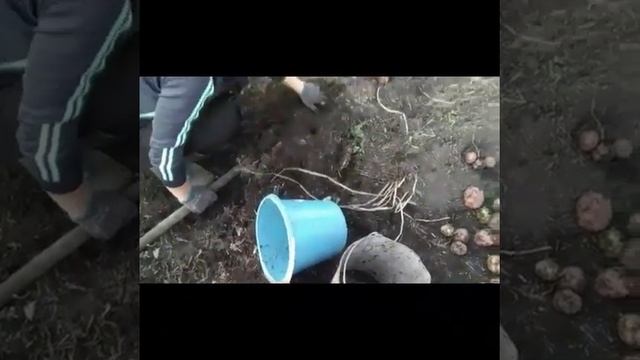 А ты выкопал картошку???