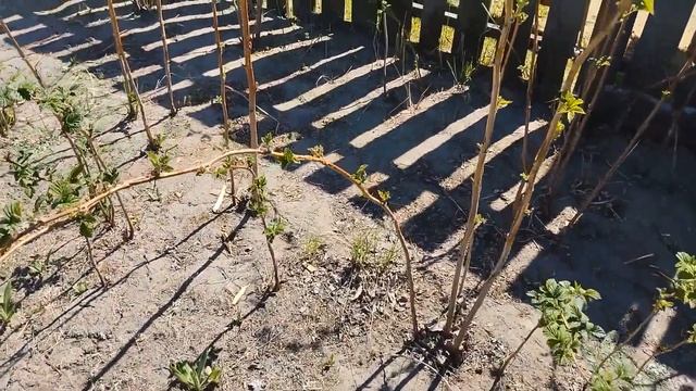 Наше обычное питание. Семья из 4-х человек. ДЕНЬ 9. Дачные дела. Блинчики. Купили мясо)