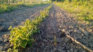 Выращиваем вегетативные подвои ВСЛ 2, S1, 62 396, 54 118