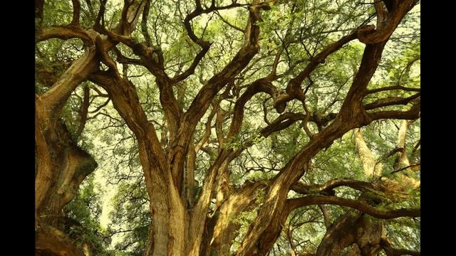 Alla Zelcer-Медитация активация духа рода смотреть онлайн