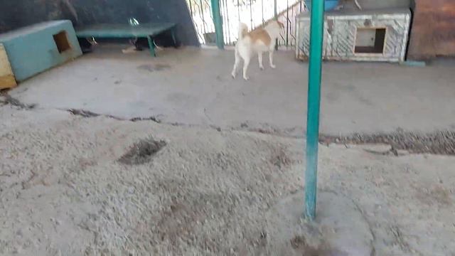 Работа кипит, снова. Приют накормлен. смотреть онлайн