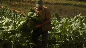 Золотой глобус. 35. Кубa.