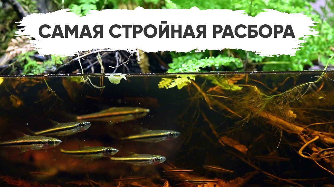 Самая стройная расбора. Trigonopoma Gracile