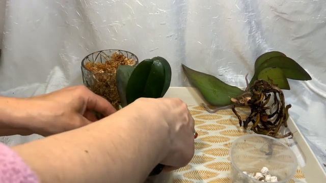 #орхидеи# Омоложение Йорика Пелорика!Промежуточный результат смотреть онлайн