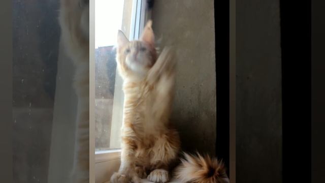 Мейн Кун Полидакт Джедай смотреть онлайн