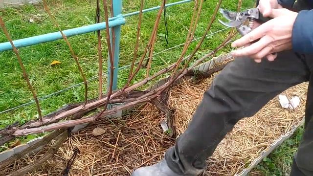 ОБРЕЗКА ВИНОГРАДА ОСЕНЬЮ / КАК ПРАВИЛЬНО ОБРЕЗАТЬ ВИНОГРАД смотреть онлайн