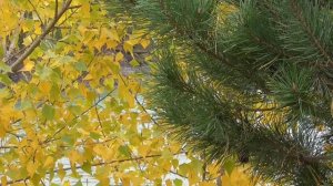 Блаженное спокойствие  Для мужчин Настрои академика Сытина Г.Н.