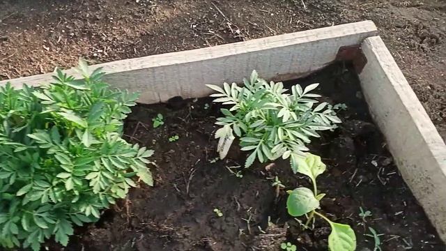 Моя рассада в мае/в теплице/в открытом грунте смотреть онлайн