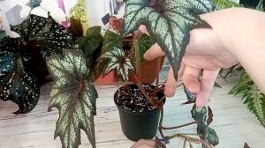 Самые простые в уходе сорта бегоний.