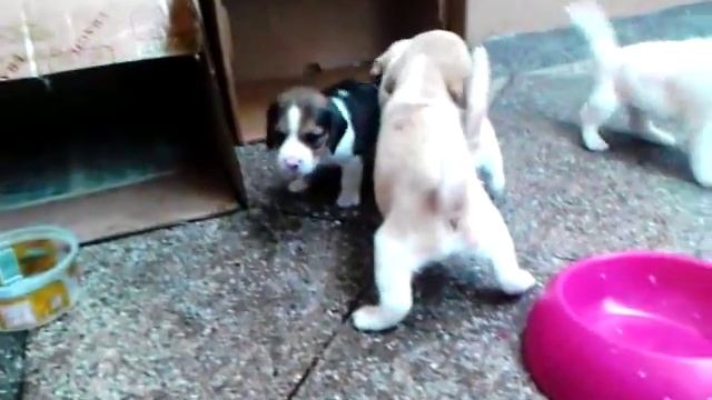 Cachorros de beagle bicolor смотреть онлайн