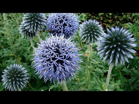 ОБИ.Многолетники.Покупки смотреть онлайн