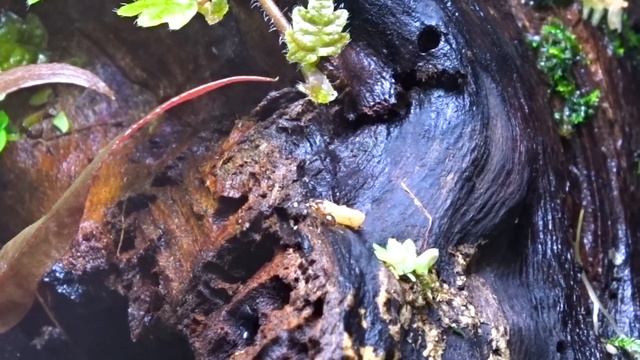 Заселяем муравьев в природный формикарий ● Флорариум с муравьями смотреть онлайн