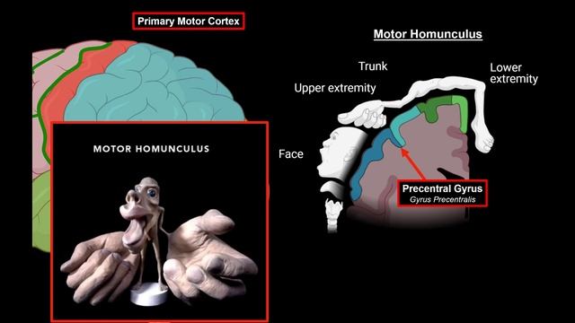 Cerebral Cortex (Function, Covering, Lobes, Sulcus, Gyrus, Fissures) | Anatomy смотреть онлайн