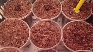 Бегония вечноцветущая, пикировка вместе. 08.01.21