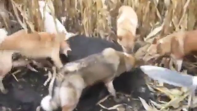 Охота на кабана с собаками в кукурузе YouTube смотреть онлайн