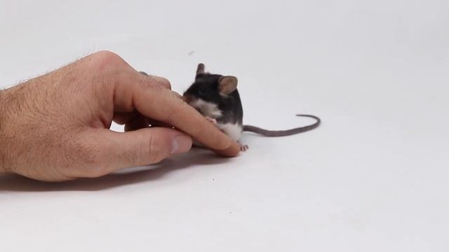 Meet Mousetrap Monday's Pet Mice & Rats. смотреть онлайн