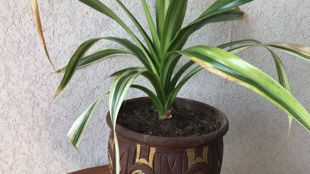 Мой Панданус. Неприхотливое растение. Вторая пересадка за год. смотреть онлайн